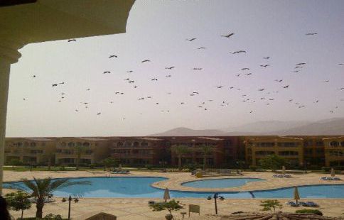 شاليه للإيجار فى العين السخنة - عتاقة - السويس
