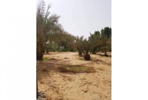 فيلا للإيجار فى عجمان - عجمان