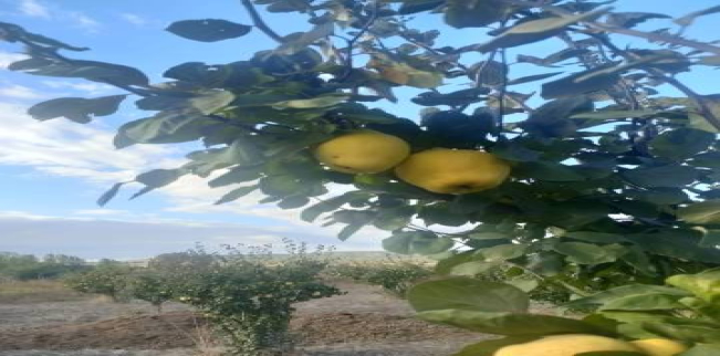 أرض للبيع فى مالكارا - تكير داغ