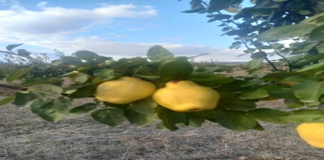 أرض للبيع فى مالكارا - تكير داغ